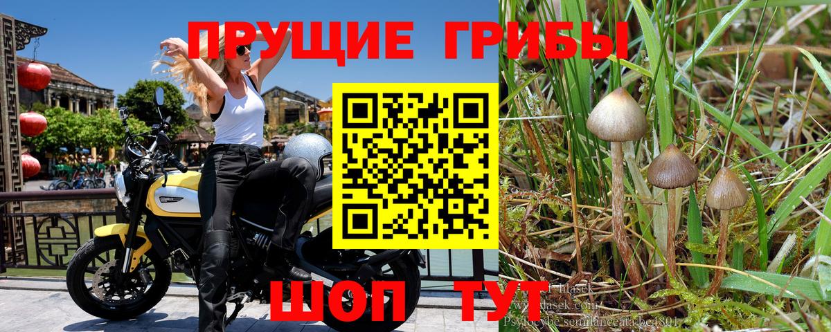 Псилоцибиновые грибы прущие грибы Омск